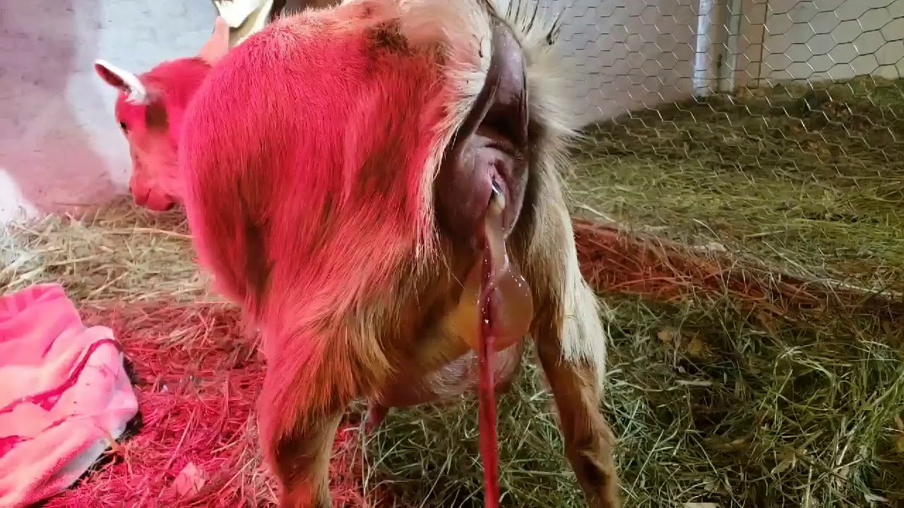 Goat BIRTH with complications YouTube