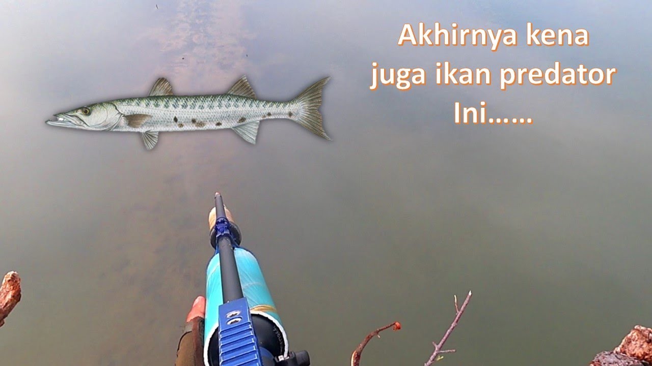 Detik-Detik Ikan Barakuda Besar Terkena Mata Paser ....!!!