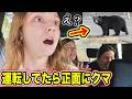 【初来日】日本観光してたらクマ出て震え上がる外国人