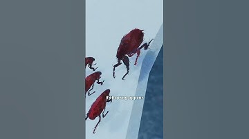a Flea in Jar - Psychological Experiment 🦗