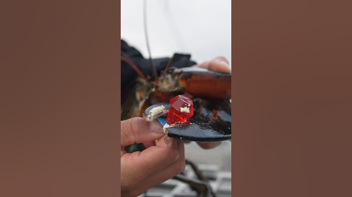 What’s stronger a lobster or a crab? #maine #lobster #crab #education #learn