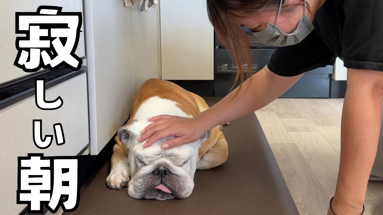 Burumaru the bulldog is feeling down after being separated from