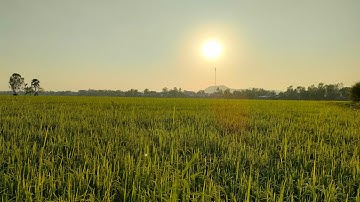 Lúa om18 vùng biên giới Tịnh Biên Campuchia