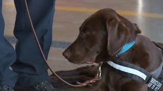 This Therapy Dog Is Helping Utah Firefighters Take Care of Their Mental Health