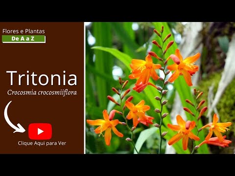 Vídeo: Crocosmia - plantio e cuidado. Flor de Crocosmia (foto)
