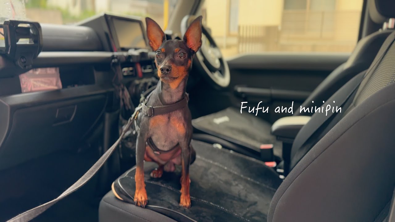 「夏ですね、でも今日は涼しい」2歳のエルくんとドッグランへ