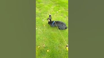 Bunny on a leash