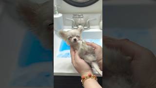 Barley’s 1st bath at 10 weeks old 🐾🤍#teacupchihuahua #chihuahua #doglife