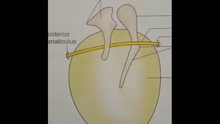 Human Ear - Part 1