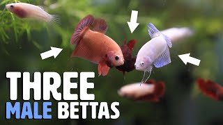 How do MULTIPLE Male and Female Bettas Behave in the Same Tank?