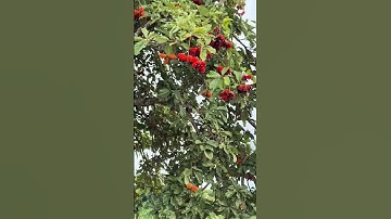 Những điều cần biết khi tham quan tại đồi cừu Đà Nẵng bạn nên tham khảo qua! #doicuudanang