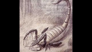 Животные (Часть 56) -  Класс Ракоскорпионы