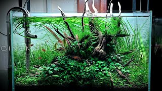 NANO PLANTED AQUARIUM VIDEO