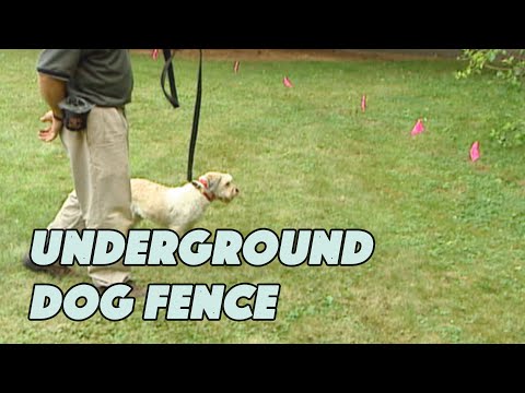 install-an-underground-dog-fence