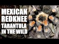 Finding Brachypelma smithi in Mexico