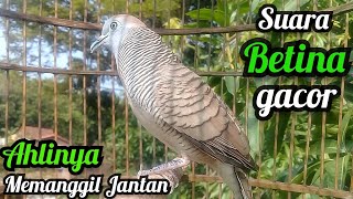 Perkutut Betina memanggil Jantan || The female turtle dove calls the male