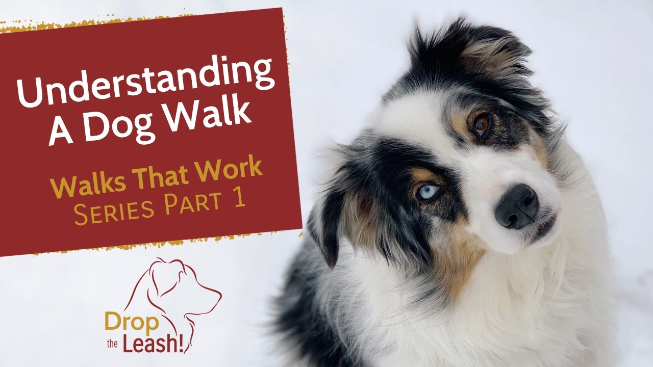 Understanding A Dog Walk - Walks That Work Series - YouTube