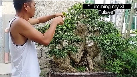 Trimming My XL Tulave #bonsai
