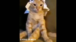 Arab Cat Meme