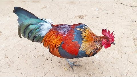 Gà rừng F1 thả nọc ngoài tử nhiên, có bổ lông bóng mực,.qaib qus f1 tso nrog poj khav heev,2025