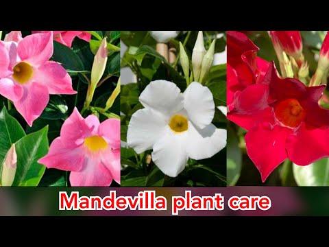 Video: Mandevilla lilled – millal ja kui kaua Mandevilla viinapuu õitseb