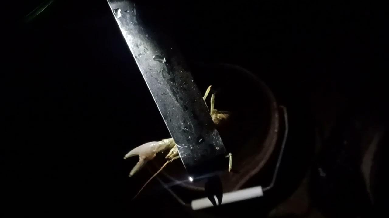 Using US Army Stainless Steel Food Tongs To Catch Rusty Crayfish