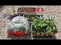 【家庭菜園】現在作っている野菜5種類
