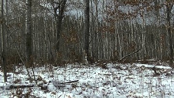 Tree Down: 2lb. Tannerite Exploding Target