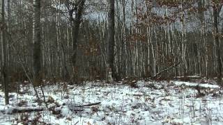 Tree Down: 2lb. Tannerite Exploding Target