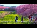 【8K HDR】西古瀬川の河津桜　高性能スマートフォンでご覧ください