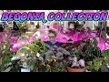 My indoor begonia plant collection spring 2020