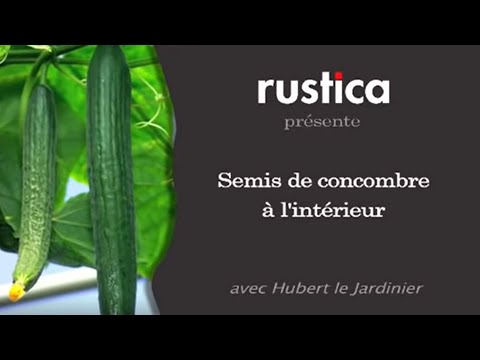 Vidéo: Comment Faire Pousser Un Concombre En Bouteille