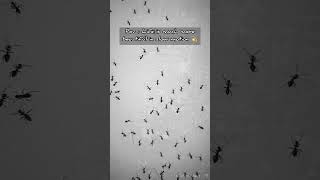 Life in slow motion 💫✨ #nature #naturephotography #shorts #viral #photography #reels #slowmotion