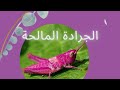 الجرادة المالحة 