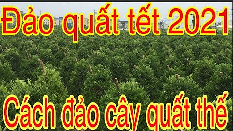 ĐẢO QUẤT TẾT 2021.CHUẨN BỊ BẮT QUẢ CHO TẾT 2021