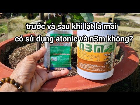 Ngày 15-11 âm lịch,trước và sau khi lặt lá mai có nên sử dụng atonic và n3m không ?. 2023 mới nhất