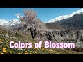 Colors of Blossom. Hunza valley GIlgit Pakistan. Cherry blossom