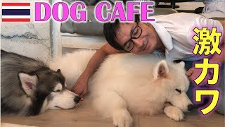 タイ人、観光客に大人気の犬カフェ DOG IN TOWNに行ってきた！【タイ・バンコク】