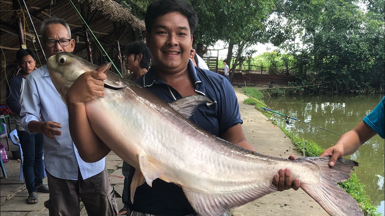 CATFISH | CÂU CÁ HỒ TRÍ RÂU QUẬN 12 ( 7/6/2018) | TEST CÁM NGHĨA N1 | BẮT TRA BÒ TO NHẤT HỒ HƠN 30KG