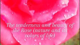 Scarlet Rose of happiness and aspirations for the future Розы счастья и её красота (полуостров Крым)
