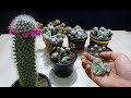 How to grow baby cactus very easy