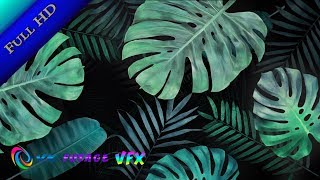 04 Tropical transition (Vignettes) free footage