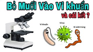 Soi Vi Khuẩn dưới kính hiển vi khi bỏ muối ăn vào ? 🔎 See bacteria under a microscope