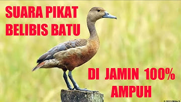 SUARA PIKAT BELIBIS BATU