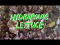 Hydroponic lettuce  seed to harvest speedrun