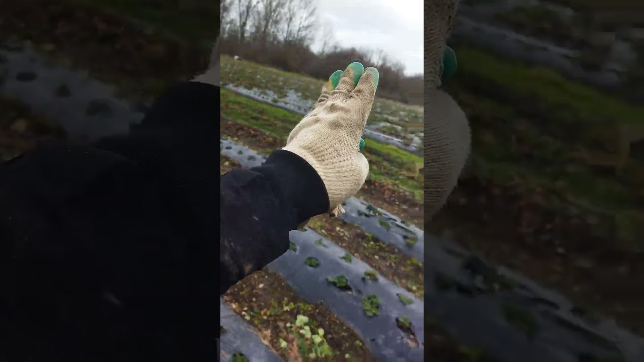 Начало работ по Флер и Сандре