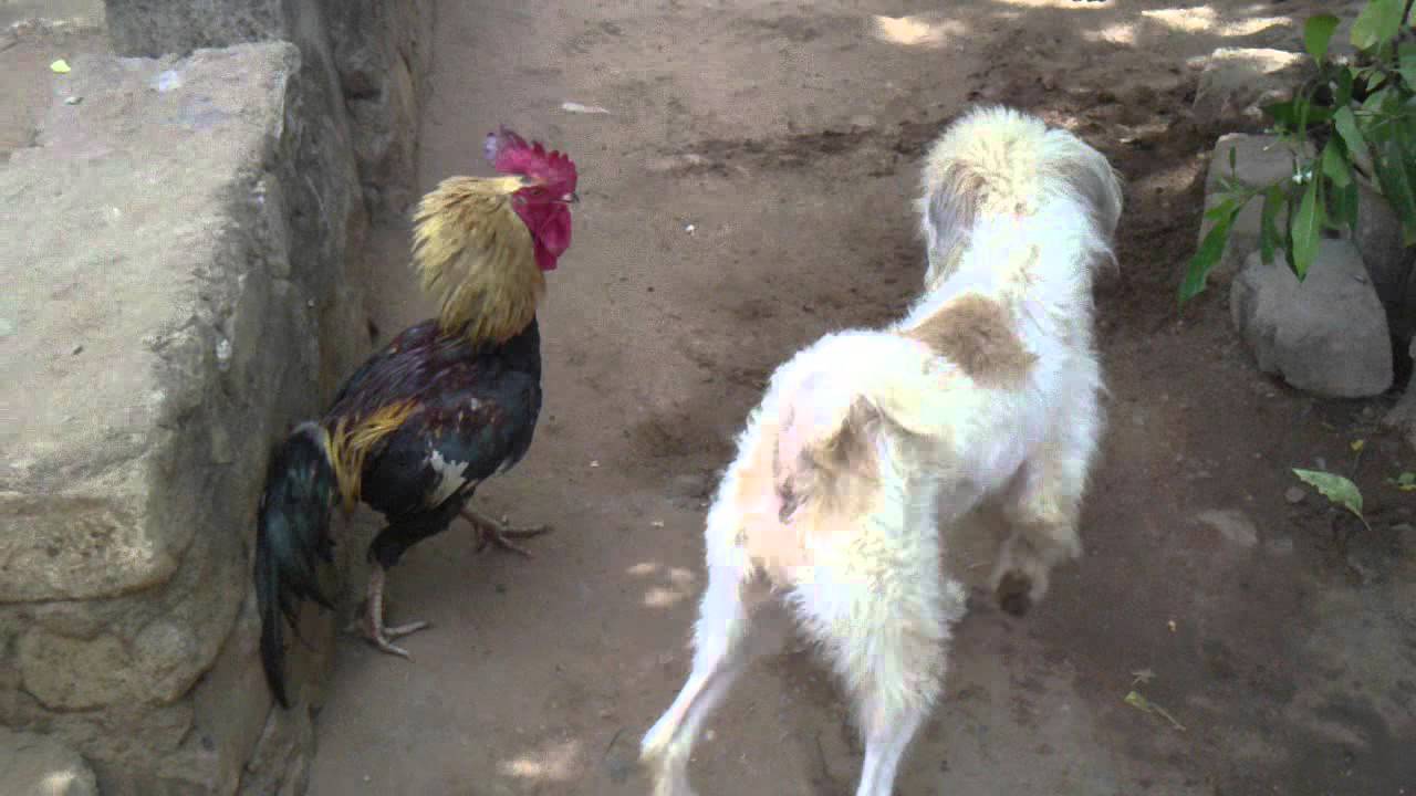 Dog and cock fighting - 11 August 2011 praveen tap