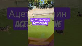 Ацетилхолинключ памятии алхимик жизненного опыта#ацетилхолин #acetylcholine #память #внимание #brain