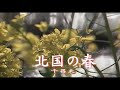 (カラオケ) 北国の春 / 千昌夫