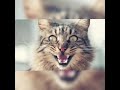 صوت قطه شرسه عالي ومخيف